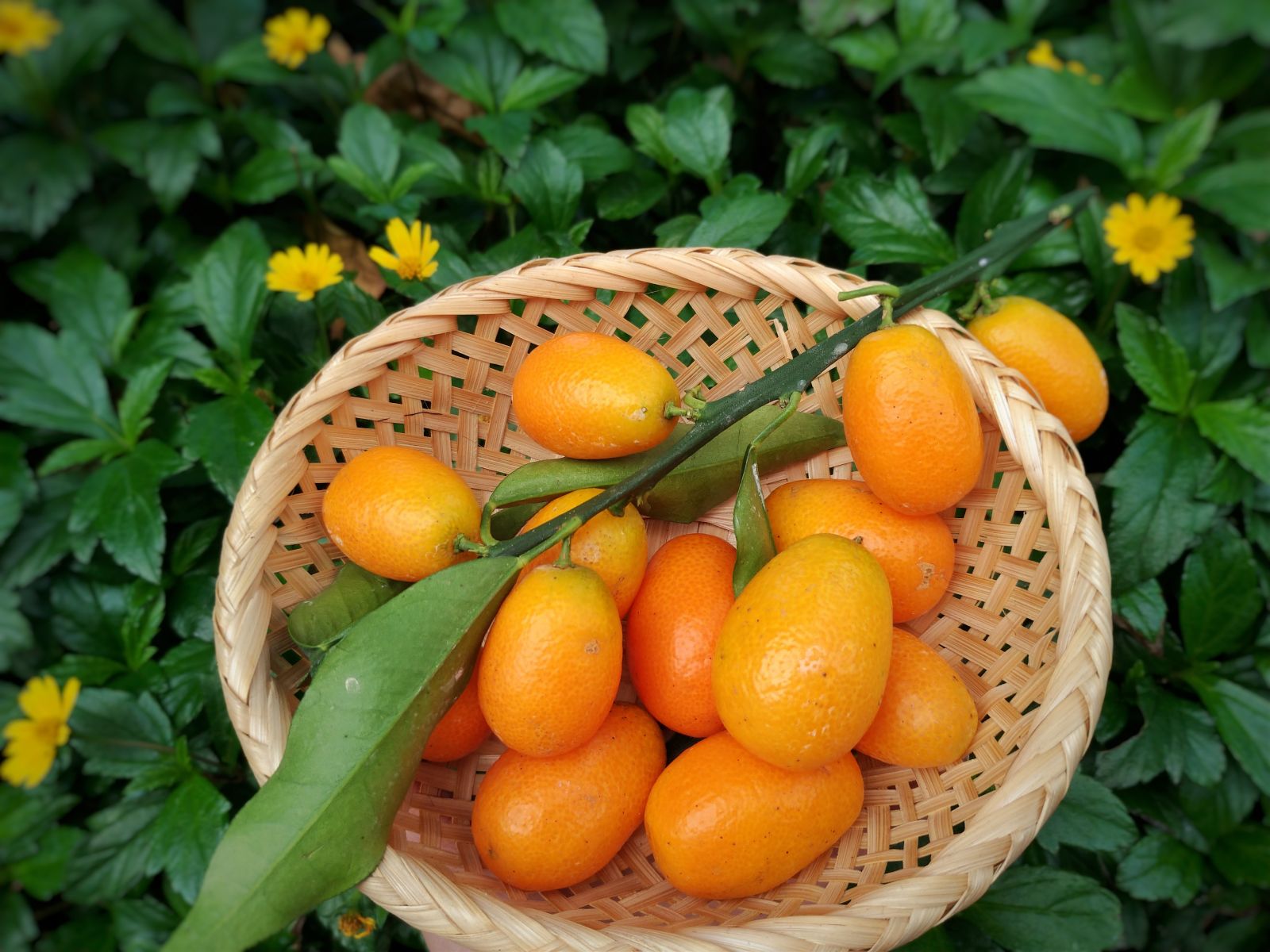 圖一 「金柑」的外皮清香甘甜且含維他命C，是少數可以連皮食用的柑橘類水果之一