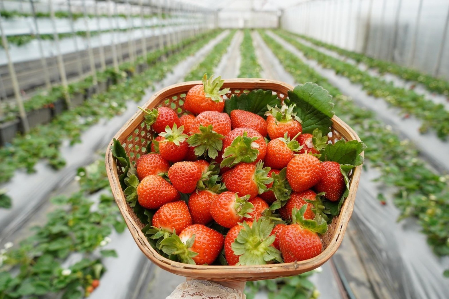 圖一 3月2日來到臺北花博農民市集就有機會買到北市在地的新鮮草莓!