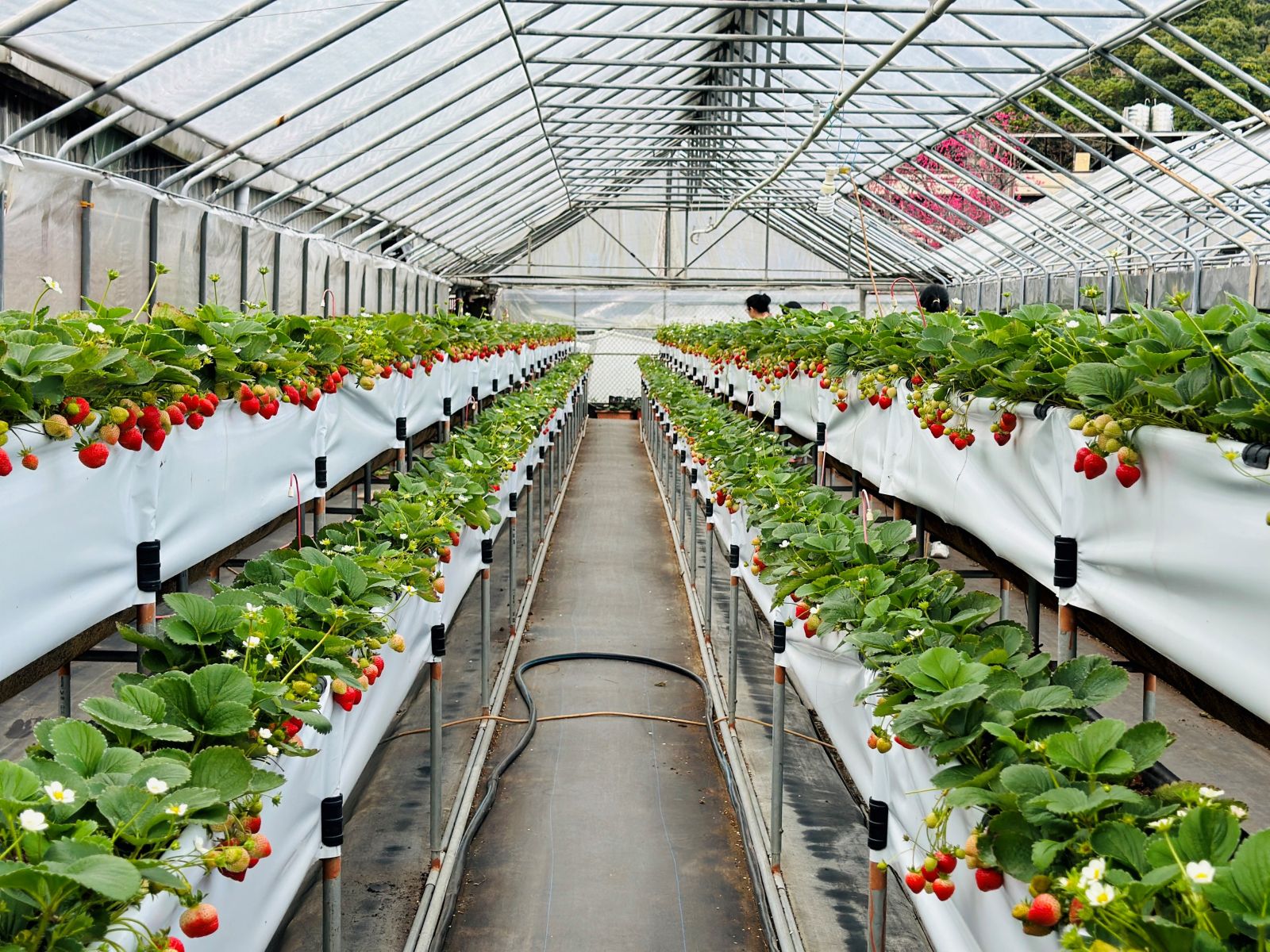 圖二 北市內湖區有多處草莓園，產季為每年12月至隔年5月上旬