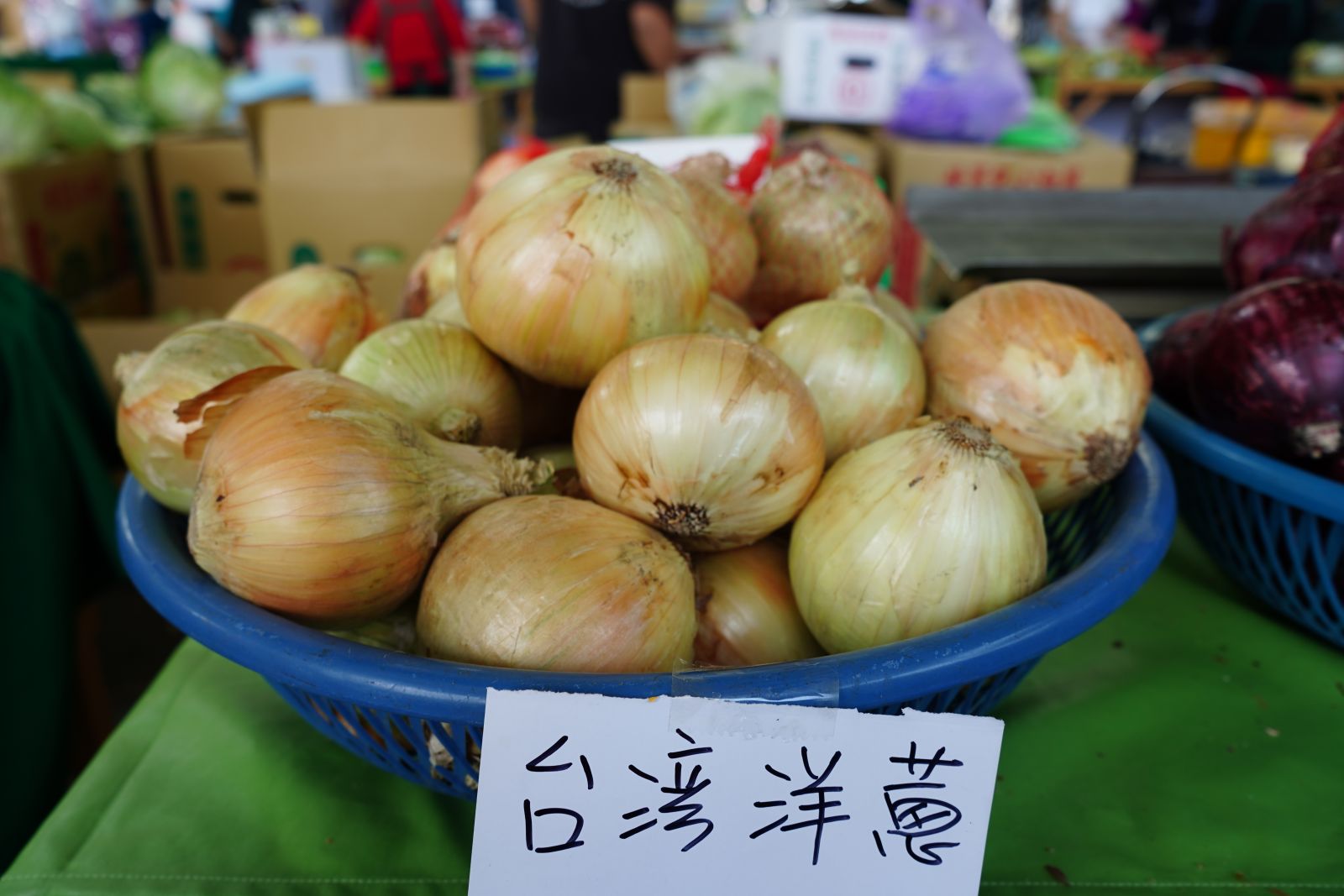 圖3 國產洋蔥產季即將來到