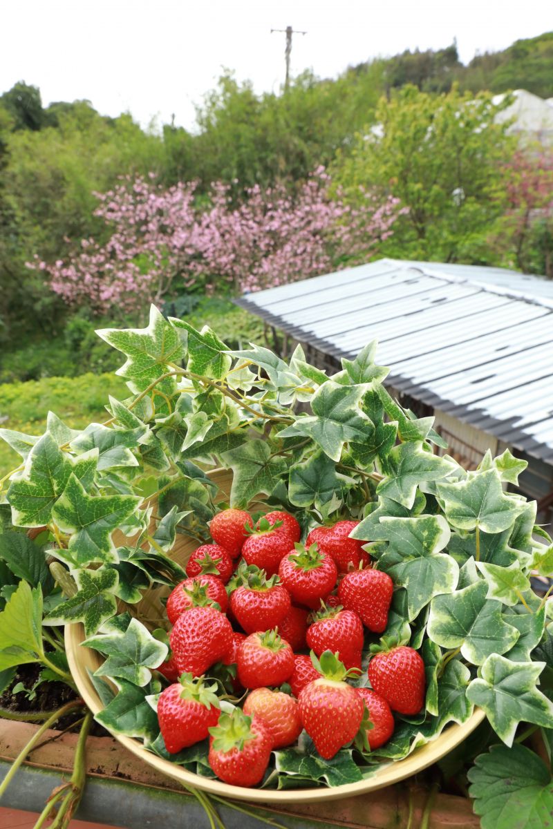 圖6. 3月2日花博農民市集將舉行「2024內湖草莓季」宣傳活動