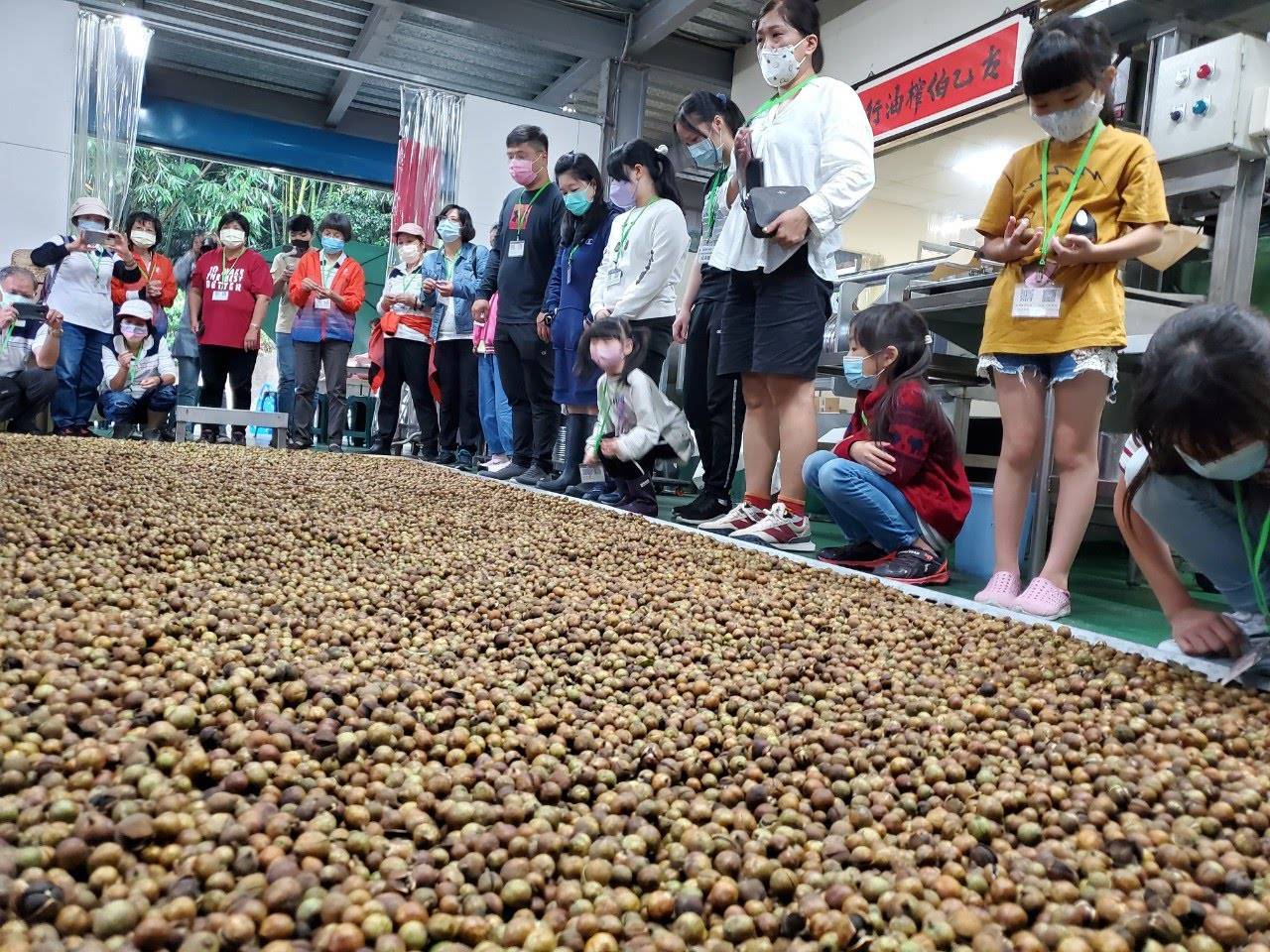 家長們與小朋友們至胡金福農民的農場參觀小果油茶製作過程