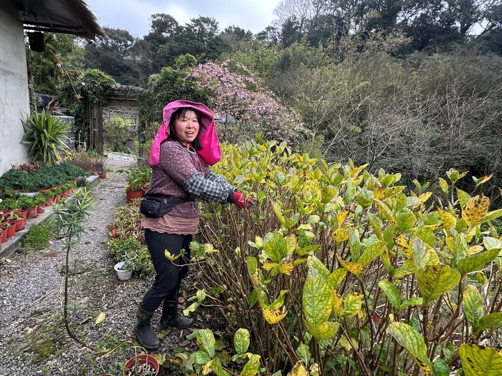 遊客除了賞花拍照，採摘不同季節的特色花卉