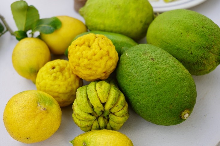 享盈有機農園有種植各式各樣的檸檬品種