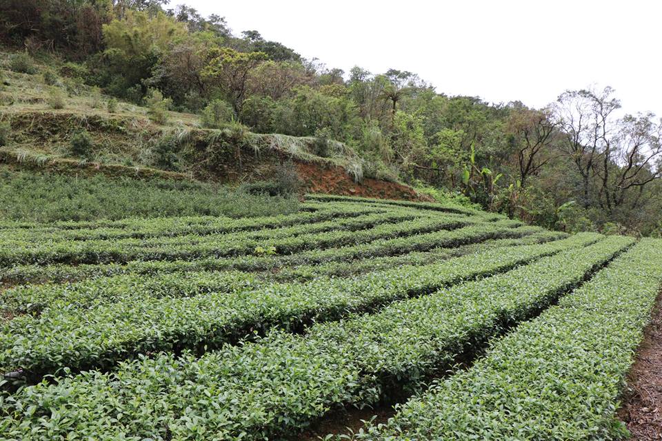 百年以上的老茶區