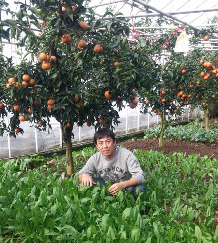 金黃色的蜜橘
