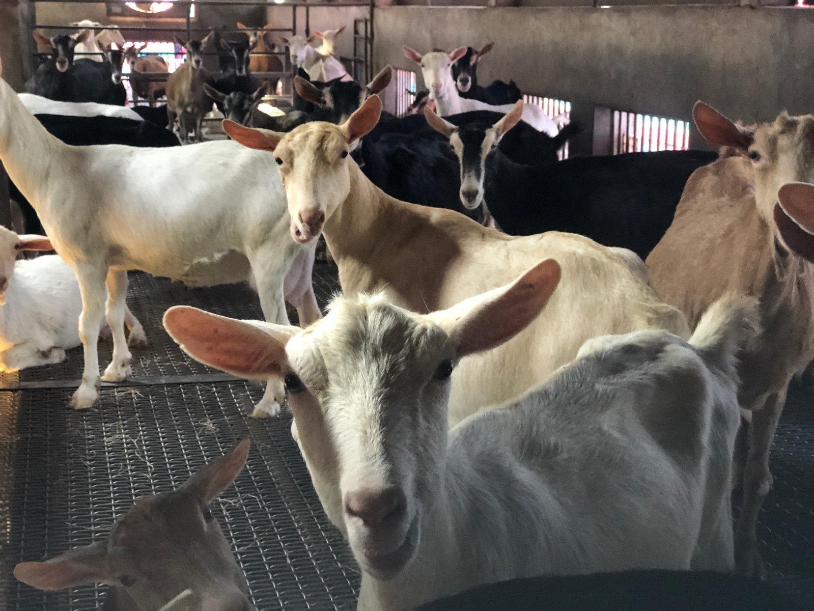 牧場羊隻的奶產量豐沛，而且品質優異
