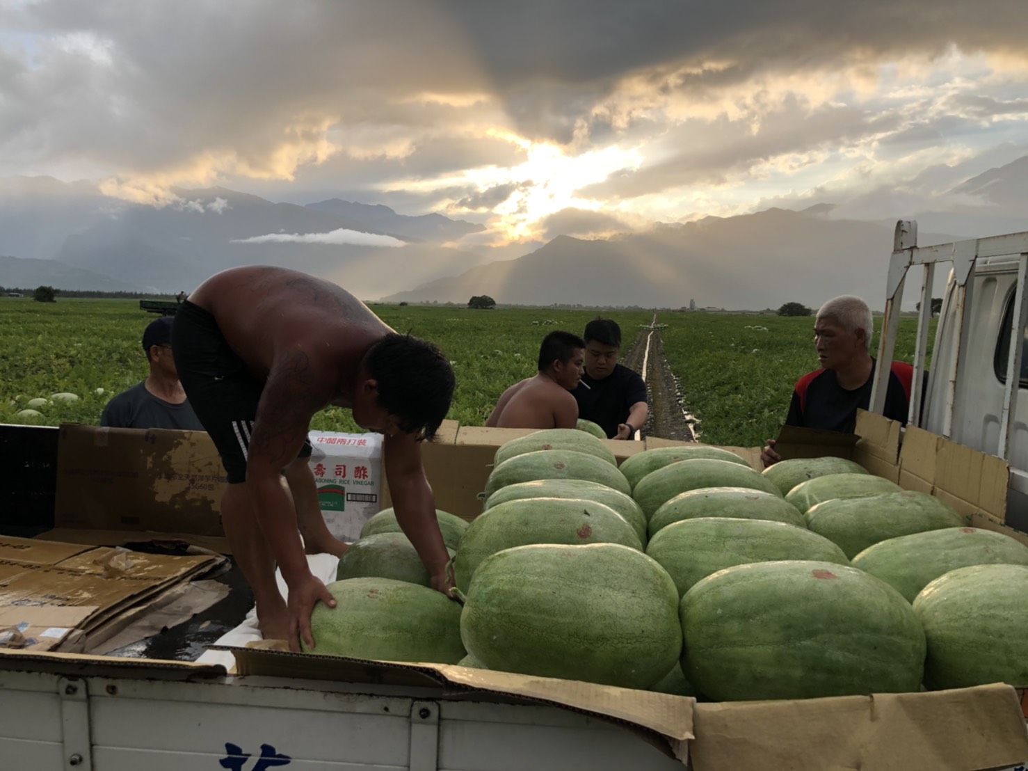 農民正在把西瓜運上車