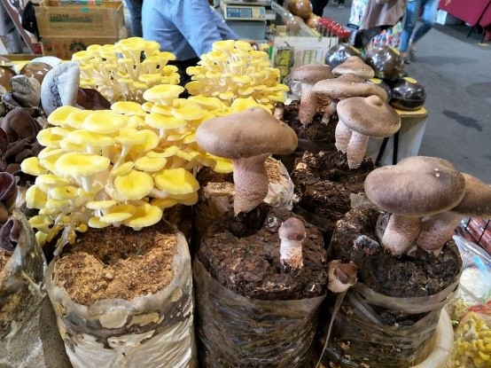 彰化縣市週來花博展售各種養生菇類。