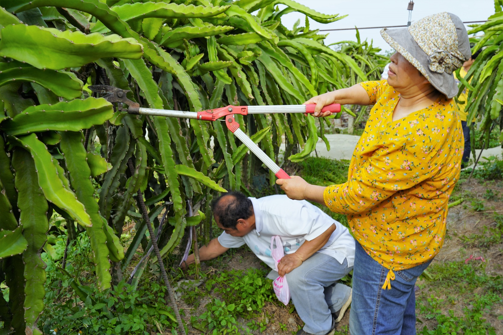 胡玉琴夫婦修剪農園