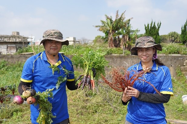 農田中種植的彩色蘿蔔與丹參