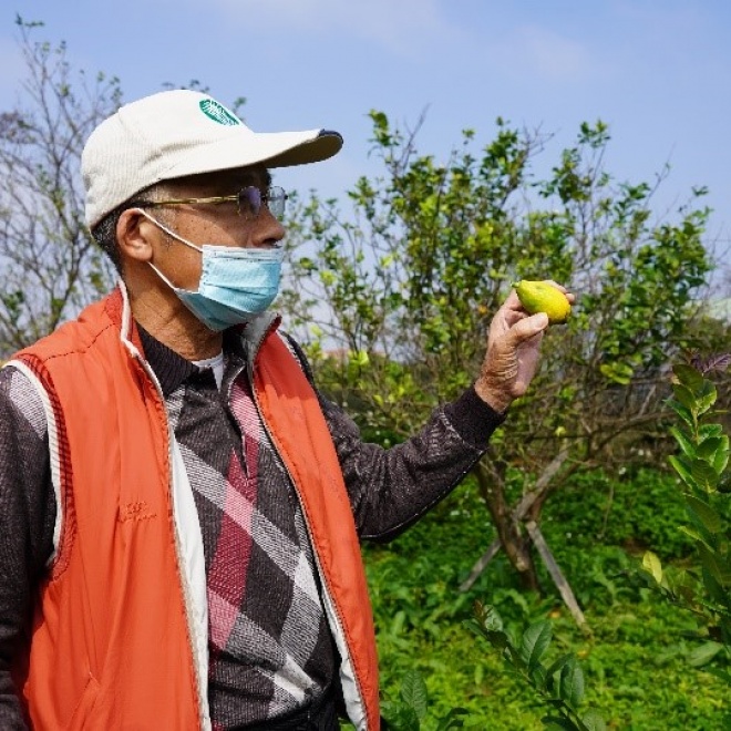 農園曾大哥仔細講解每一種檸檬的差別。 