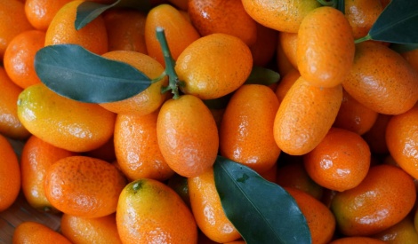 宜蘭黃金柑果品創意亮相　花博農民市集帶你品味冬日酸甜好滋味