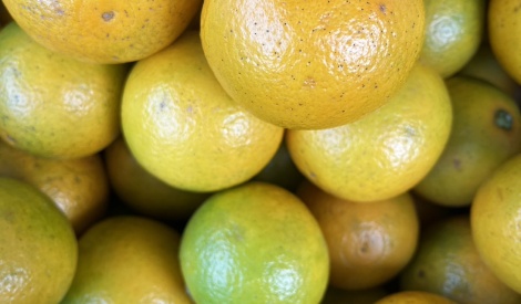 南投柳丁、茶葉飄香北上　臺北花博農民市集週末熱鬧登場