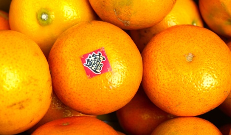 桔祥如意迎新春　嘉義柑橘與高山茶花博農民市集熱鬧登場